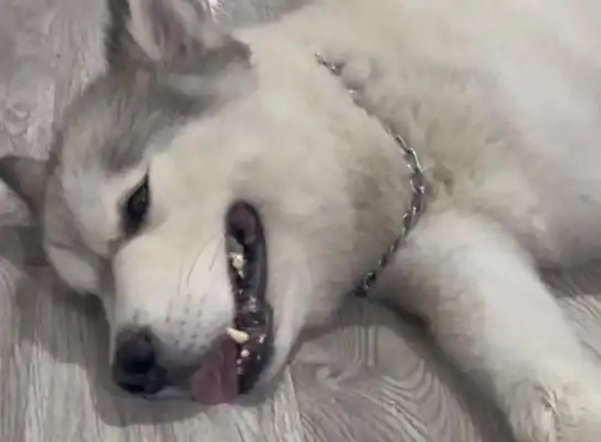 How many dogs have been