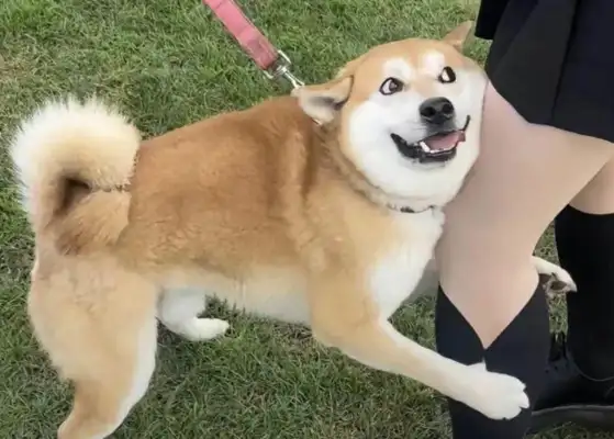 How many dogs have been