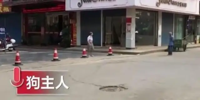 The dog who went to the streets alone was killed alive: dogs caught without strings