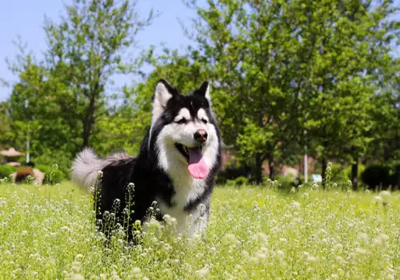 Calcium isn't good enough to feed. Some dogs are smart enough to spit out after the master feeds