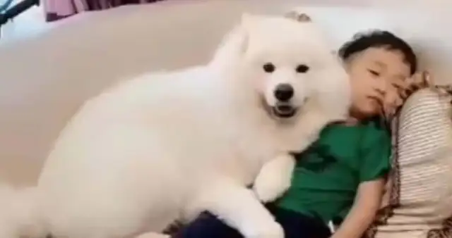 The dog sleeps in the master's place, the baby acts the next second, and the mother smiles and leans