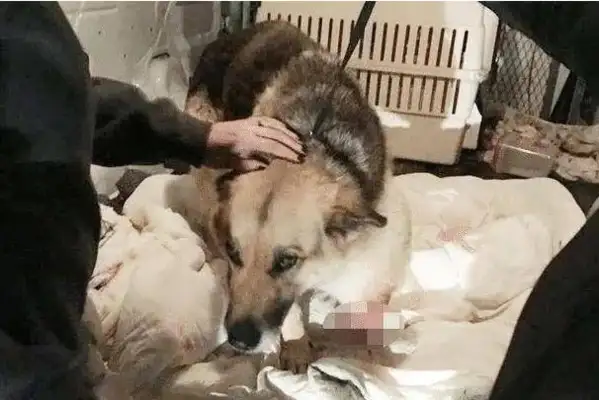 The dog was locked up by the owner and left without food or drink and chewed his own leg to survive. Drop it