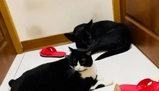 I can't believe it's bigger than a dog