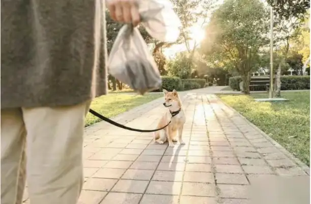 The 12-year-old boy was bitten by four dogs. This time, Dog Lover came out