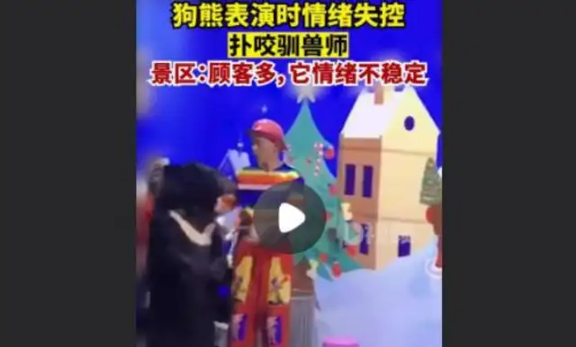 The bear acts out of control and bites the trainer