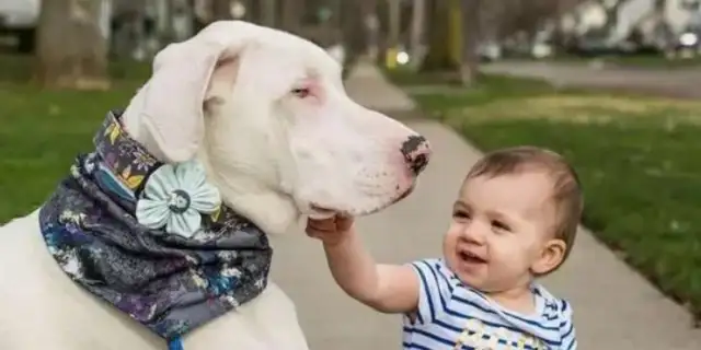 The dog sleeps in the master's place, the baby acts the next second, and the mother smiles and leans