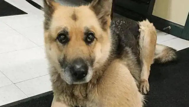 The dog was locked up by the owner and left without food or drink and chewed his own leg to survive. Drop it