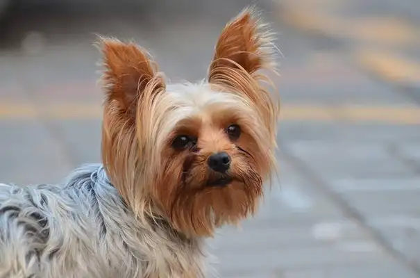 The dog's not tied up scared the pregnant woman to abort