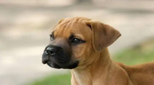 Liaoning Shenyang, the man came home from night shift and the neighbor's dog came out and bit him a few times! Fly