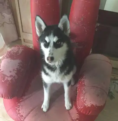 Haski found out the owner stole his own dog food and locked him in front of his house