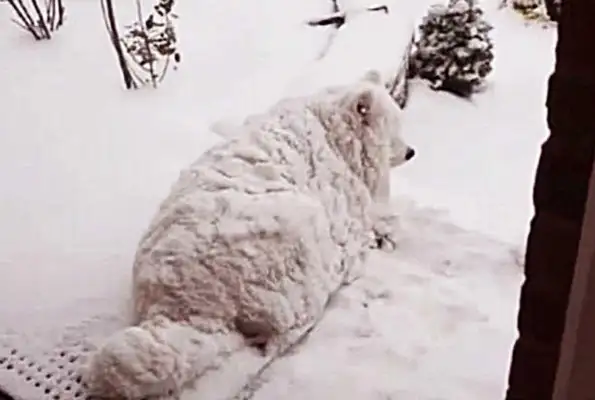 The dog chews up the famous couch and is abandoned by the owner