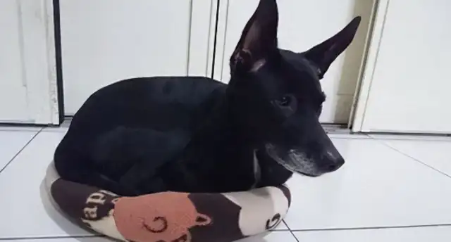 I can't believe it's bigger than a dog
