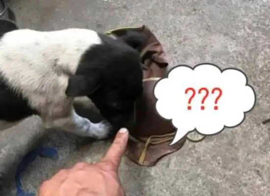 The dog sneaks into the neighbor's house and steals things. Jumping into the Yellow River doesn't wash