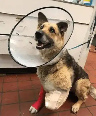 The dog was locked up by the owner and left without food or drink and chewed his own leg to survive. Drop it