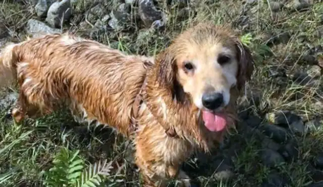 You find a sick blond hair, and when you're well, the master asks for a dog