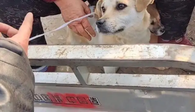 Mother of Dogs said don't kill it, and it cost 180 bucks
