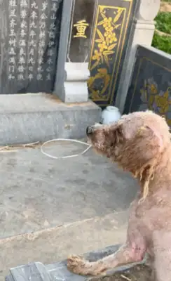 The stray dog's stuck with the passers-by trying to come home and see what the passer-by said
