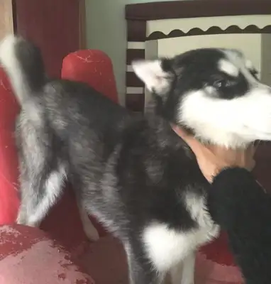 Haski found out the owner stole his own dog food and locked him in front of his house