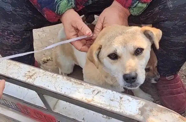 Mother of Dogs said don't kill it, and it cost 180 bucks