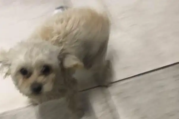 The woman heard a noise at the door and ran into a dog in an instant