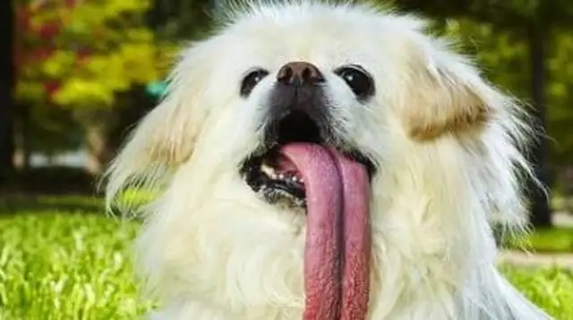 A dog fell into the wellway and lasted a week with a bread and a bottle of water