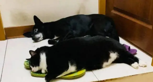 I can't believe it's bigger than a dog