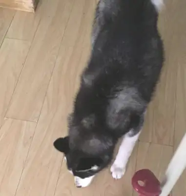Haski found out the owner stole his own dog food and locked him in front of his house