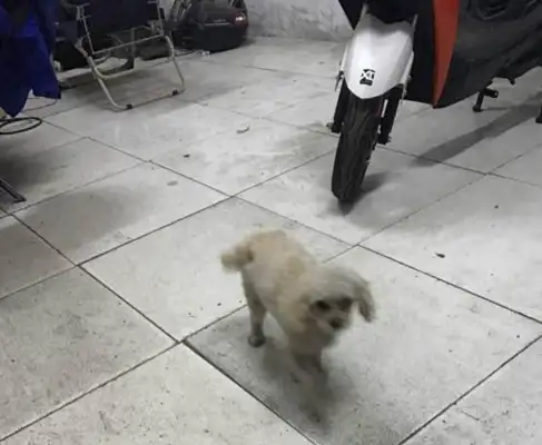 The woman heard a noise at the door and ran into a dog in an instant