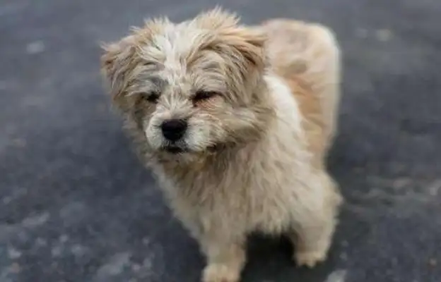 Sleeping dogs are being hit with bricks by passers-by men