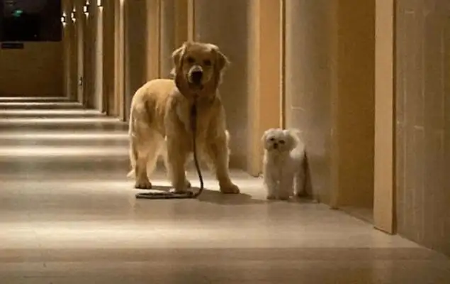 The master's ink trail was delayed, and the two dogs turned around and flew