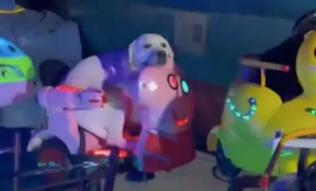Let the dog sit on the spinship, and he sits on it with a bad look: so boring, not funny