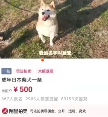 The second-auction Chai Dog Deng: Waiting for a new owner who won't abandon it