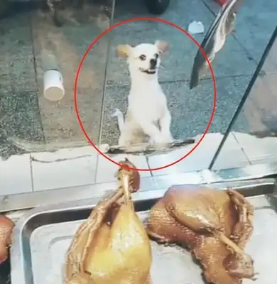 The dog ate, but didn't run away. He wandered around the store. Boss: Grab the door and pay off the debt