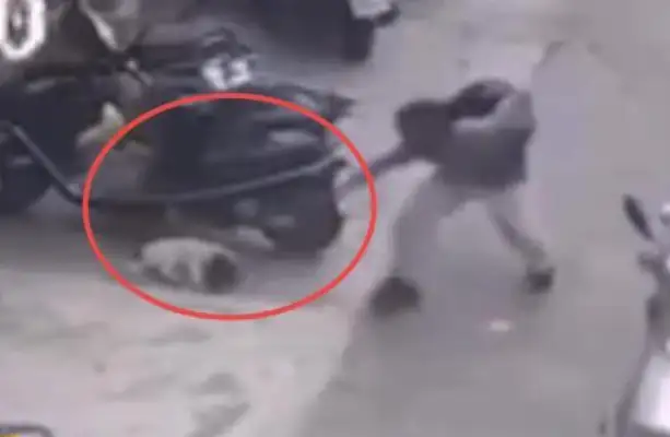 Sleeping dogs are being hit with bricks by passers-by men