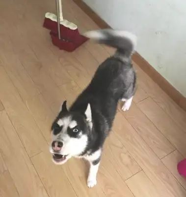 Haski found out the owner stole his own dog food and locked him in front of his house