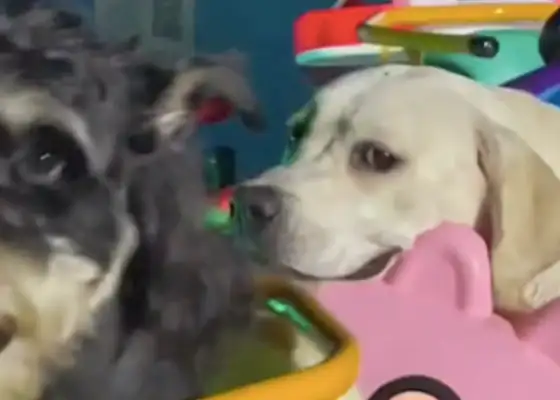 Let the dog sit on the spinship, and he sits on it with a bad look: so boring, not funny