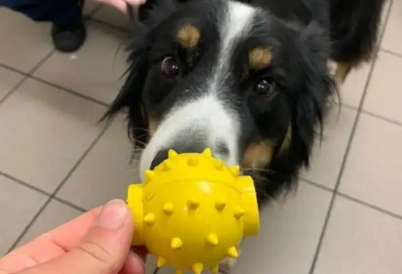 The dog suddenly started to breathe while playing with his toys
