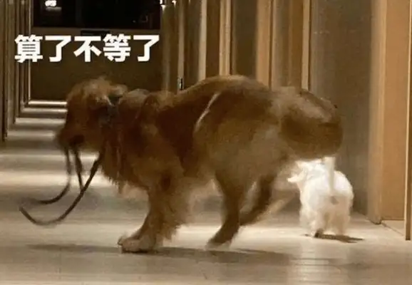 The master's ink trail was delayed, and the two dogs turned around and flew