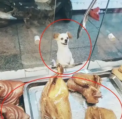 The dog ate, but didn't run away. He wandered around the store. Boss: Grab the door and pay off the debt