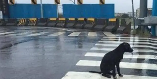 A black dog sits at the crossroads long enough to wait for his master