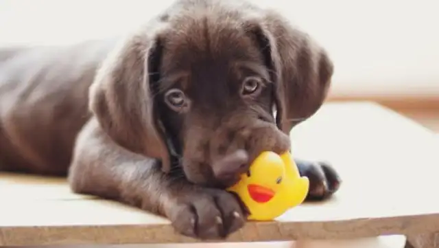 The dog suddenly started to breathe while playing with his toys