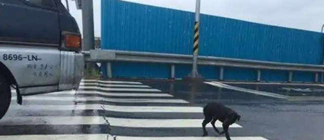 A black dog sits at the crossroads long enough to wait for his master