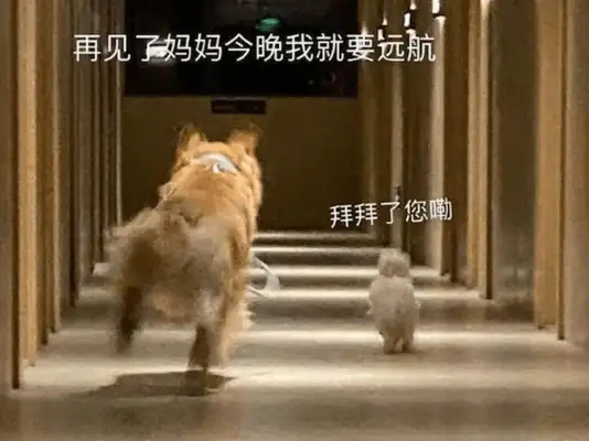 The master's ink trail was delayed, and the two dogs turned around and flew