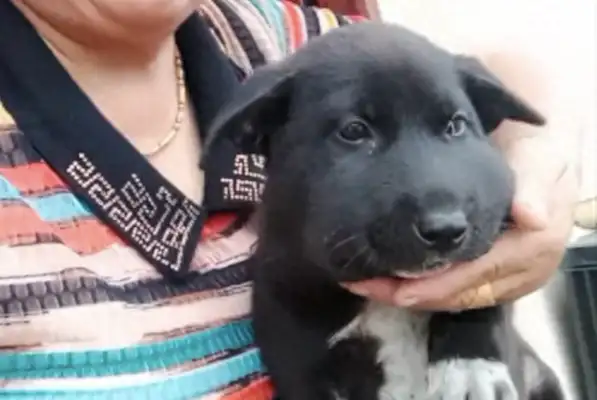 The dog's face is swollen and the master comforts it from time to time