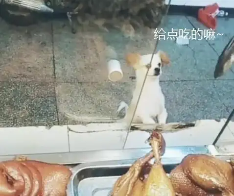 The dog ate, but didn't run away. He wandered around the store. Boss: Grab the door and pay off the debt