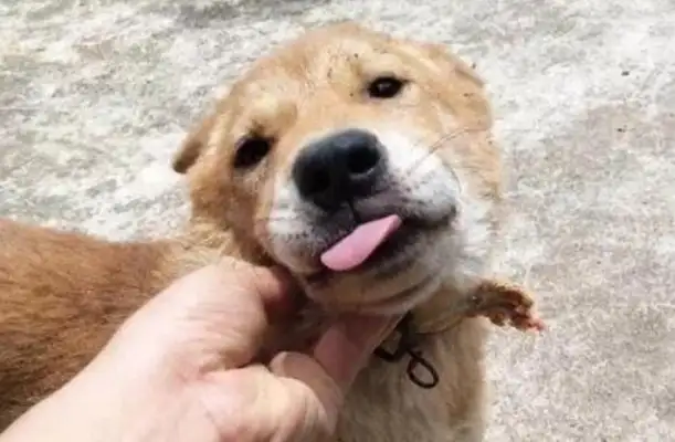 The netizens picked up a field dog and brought it home for two months and almost cried: I can't afford it