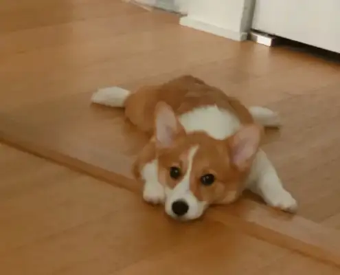 The dog was lying on the floor, sobbing, and the travelers chose to ignore it