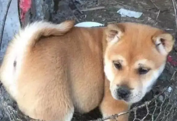 The netizens picked up a field dog and brought it home for two months and almost cried: I can't afford it