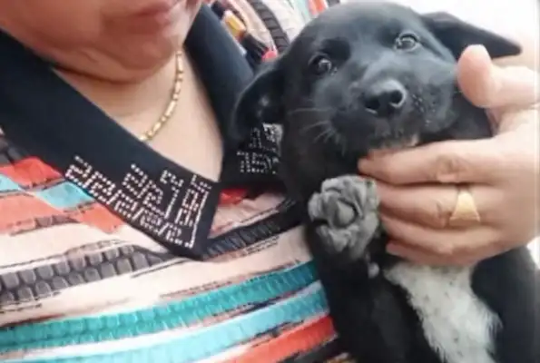 The dog's face is swollen and the master comforts it from time to time