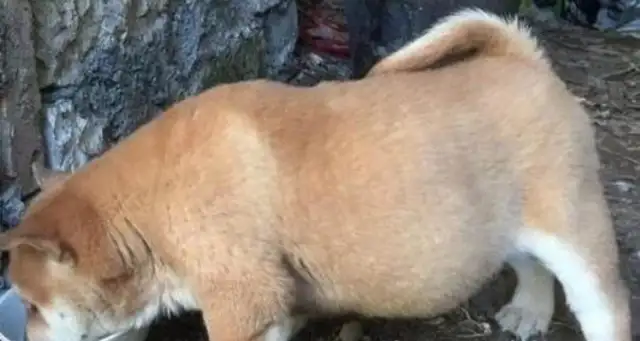 The netizens picked up a field dog and brought it home for two months and almost cried: I can't afford it